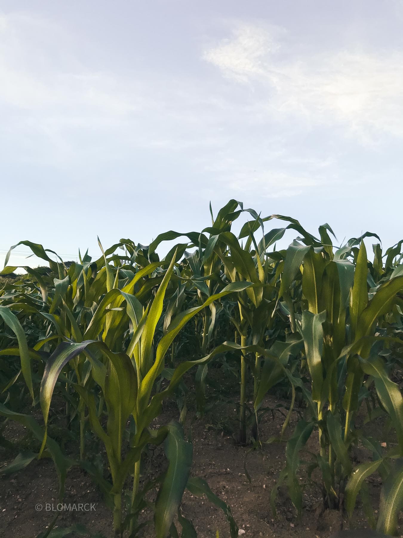 Imagen de Galería del Municipio 5